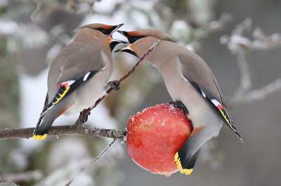 Bohemian Waxwing  Sidensvans  (Bombycilla garrulus)