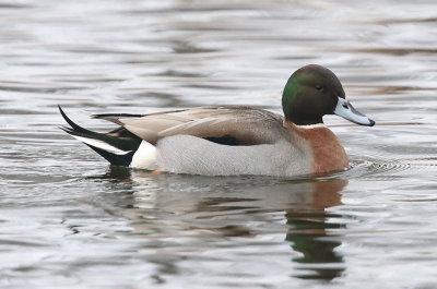 Pintail X Mallard hybrid  Stjrtand X Grsand 