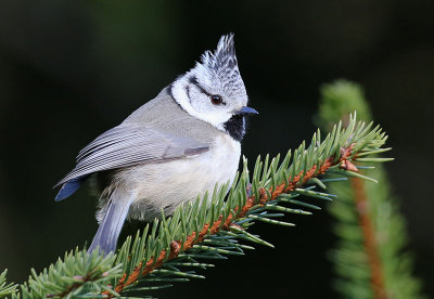 European Crested Tit  Tofsmes  (Lophophanes cristatus)