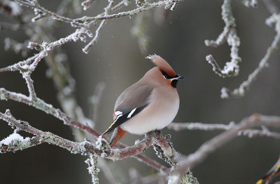 Bohemian Waxwing  Sidensvans  (Bombycilla garrulus)