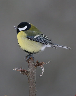 Birds in Sweden  Tits to Buntings