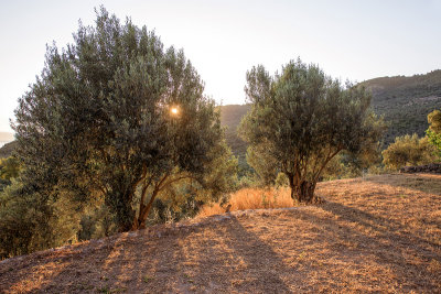 sunrise in the olive grove