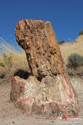 Petrified Forest in Sigri