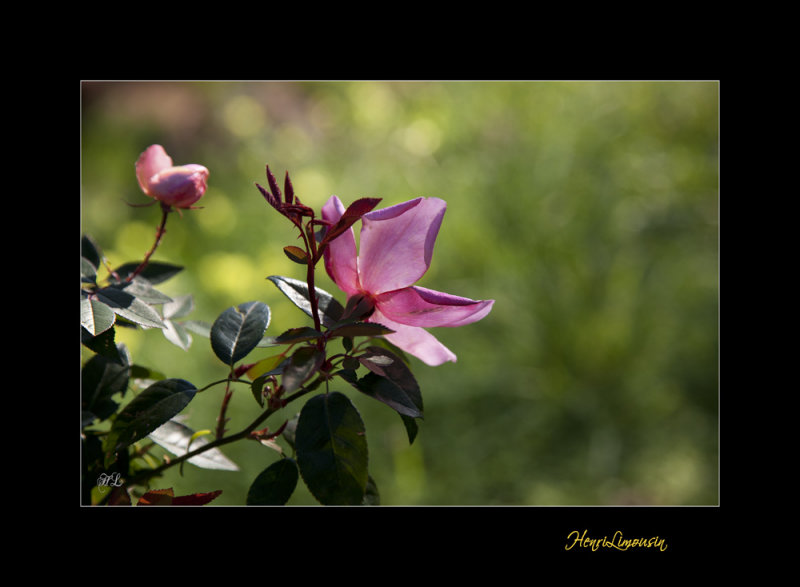 Nature Fleur JB IMG_9853.jpg