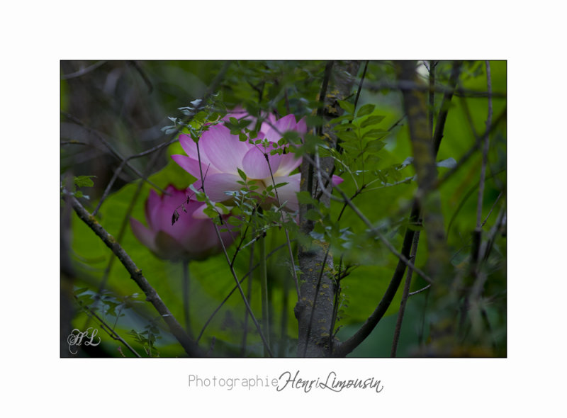 Nature Fontmerle Fleur 2014 IMG_8015.jpg