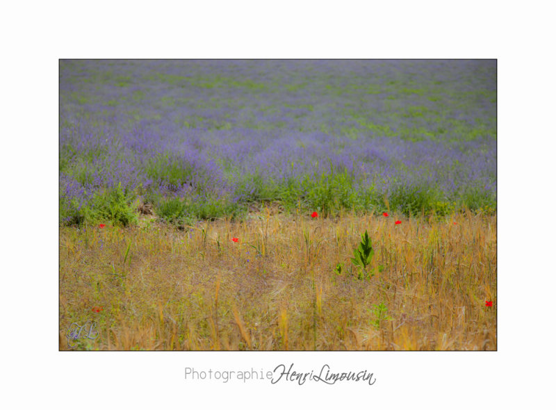 Nature Paysage Fleurs SALA IMG_8543.jpg