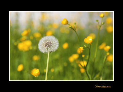 _MG_1326 nature fleur.jpg