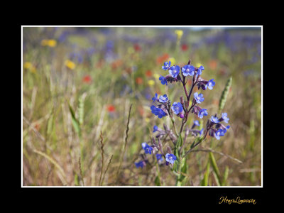 IMG_5602 nature paysage fleur.jpg