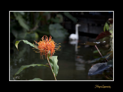 Nice nature fleur Phoenix IMG_9067.jpg