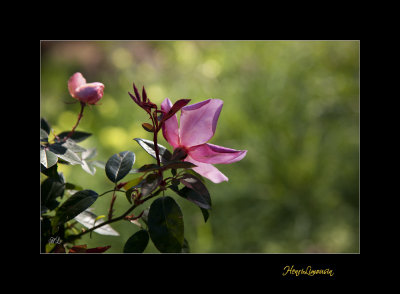 Nature Fleur JB IMG_9853.jpg