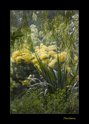 Nature fleur jardin menton IMG_0084.jpg