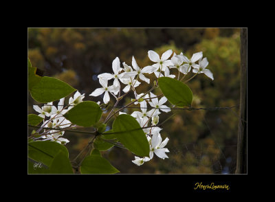 Nature fleur jardin menton IMG_0088.jpg
