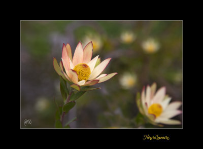 Nature fleur menton IMG_0017.jpg