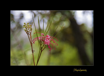 Nature fleur menton IMG_0078.jpg