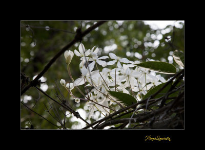 Nature fleur menton IMG_0090.jpg