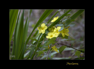 Nature fleur menton IMG_9982.jpg