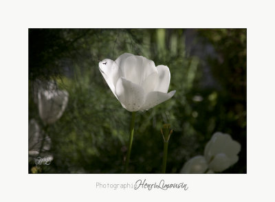 Nature fleur jardin Pot IMG_6037.jpg