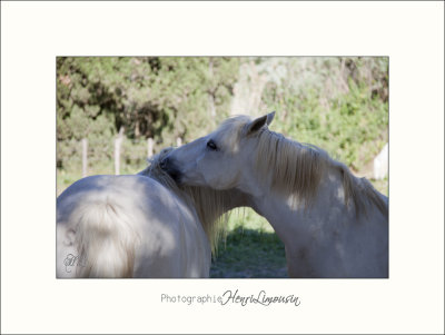 Nature Camargue animaux chevaux IMG_6358.jpg