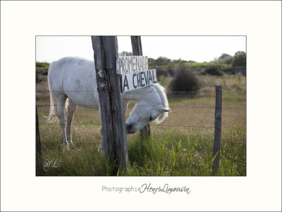 Nature Camargue animaux chevaux IMG_6728.jpg