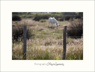 Nature Camargue animaux chevaux IMG_6736.jpg