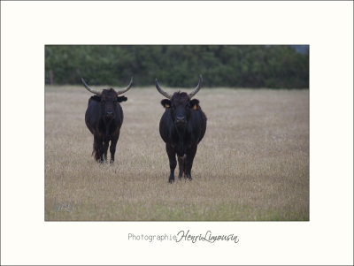 Nature Camargue animaux taureaux IMG_6959.jpg