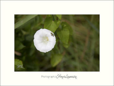 Nature Camargue fleur animal IMG_7009.jpg