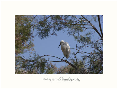 Nature Camargue oiseaux IMG_6445.jpg