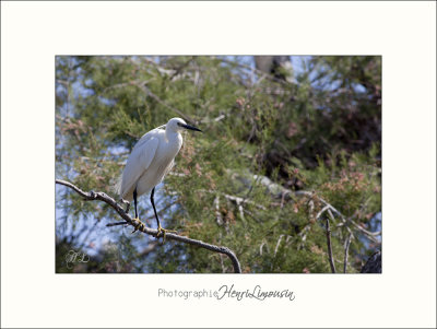 Nature Camargue oiseaux IMG_6450.jpg