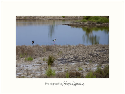 Nature Camargue oiseaux IMG_6566.jpg