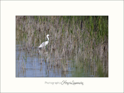 Nature Camargue oiseaux IMG_6641.jpg