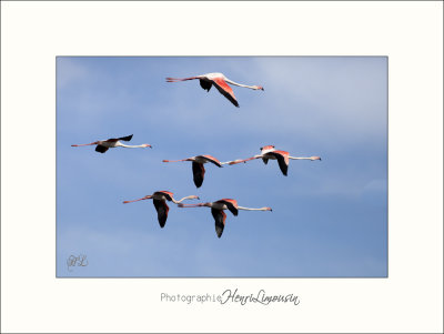 Nature Camargue oiseaux IMG_6681.jpg