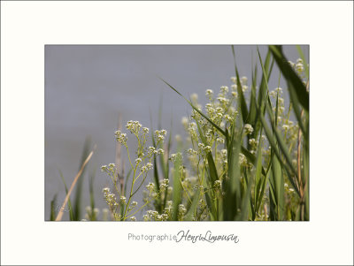 Nature camargue paysage IMG_6625.jpg