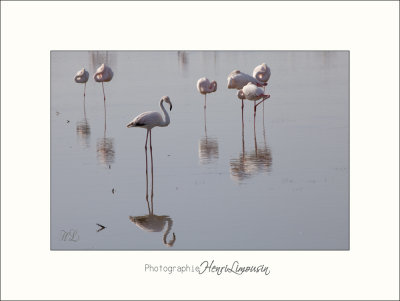 Nature camargue animaux flamants IMG_6664.jpg