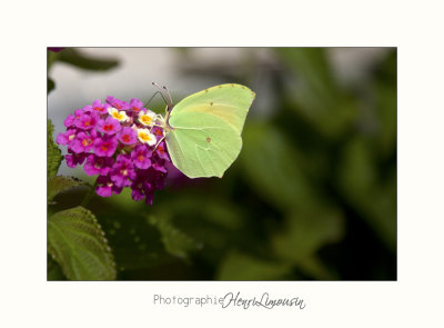 Nature animal papillon IMG_7796.jpg