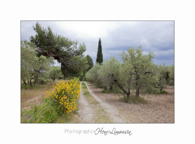 Camargue Baux de Provence IMG_6885.jpg