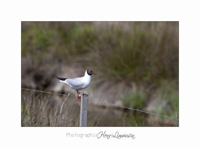 Nature camargue animal oiseau IMG_6595.jpg