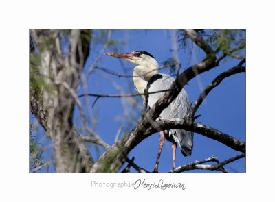 Nature camargue animal oiseau IMG_6702.jpg