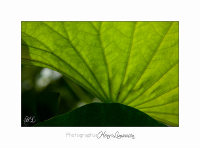 Nature jardin poterie IMG_7588.jpg