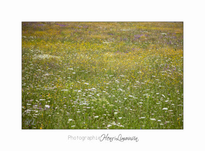 Nature Paysage Fleurs SALA IMG_8494.jpg