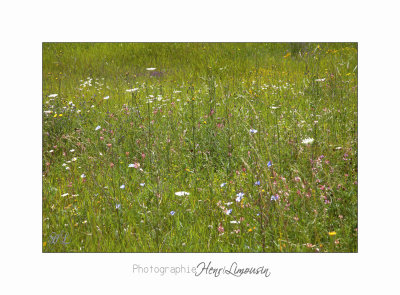 Nature Paysage Fleurs SALA IMG_8500.jpg