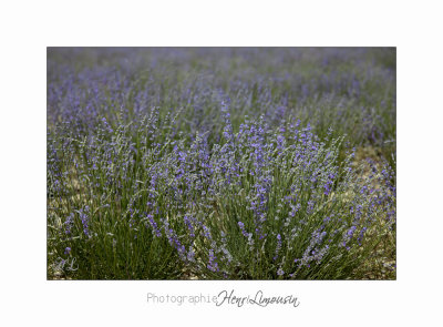 Nature Paysage Fleurs SALA IMG_8509.jpg