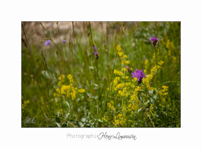 Nature Paysage Fleurs SALA IMG_8536.jpg