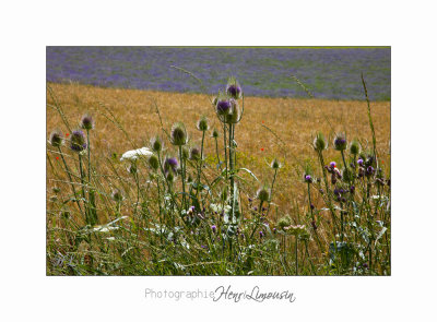 Nature Paysage Fleurs SALA IMG_8557.jpg