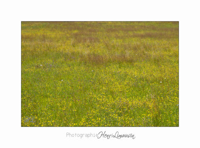 Nature Paysage Fleurs SALA IMG_8564.jpg