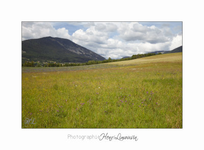 Nature Paysage Fleurs SALA IMG_8571.jpg