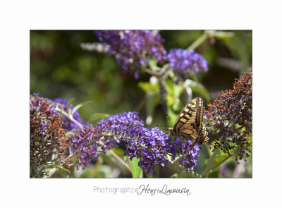 Nature animal Jardin Papillon IMG_8327.jpg