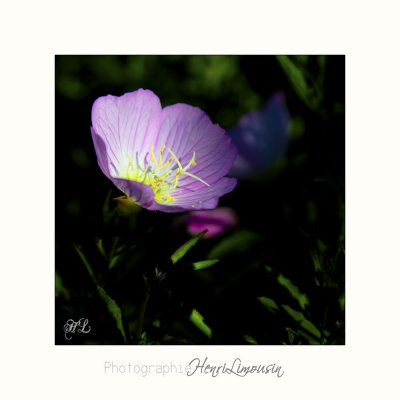 Nature fleur MIP IMG_0440.jpg