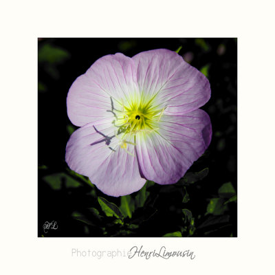 Nature fleur MIP IMG_0446.jpg