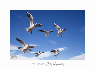 Nice BdA Mouettes IMG_4995.jpg
