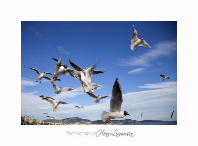 Nice BdA Mouettes IMG_5007.jpg